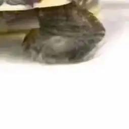 乌龟图片搞笑图片人头