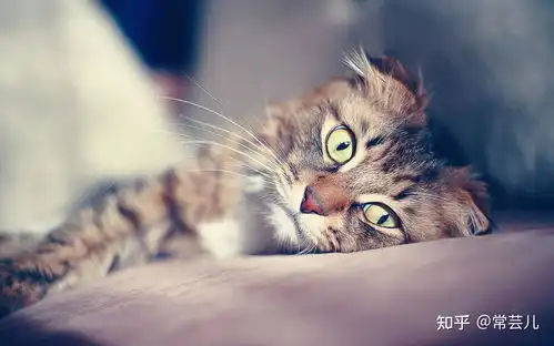  sku是什么意思电商sku是指什么经常会听到各种各样的专有名词,一不小心就可能会云里雾里