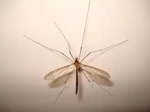  高能预警蚊子蟑螂老鼠又来了,拿什么拯救你我的红安人