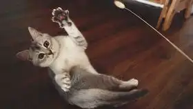 睡觉图片搞笑 表情猫咪