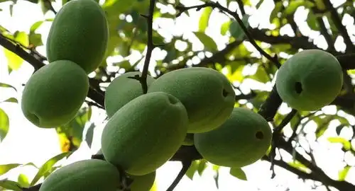  农村没人要的野菜,常吃可治疗病后脱发津枯血燥大便秘结