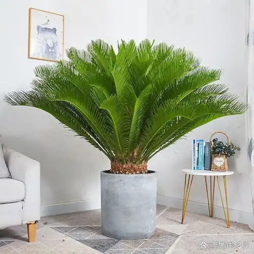  铁树多久开一次花揭秘铁树开花的周期与养护要点