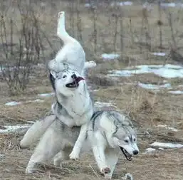  搞笑图片点了一份番茄炒蛋,是不是被骗了
