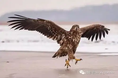 搞笑影视图片野生动物