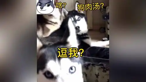  听到狗肉两个字,狗子们都什么反应,爆笑动物合集