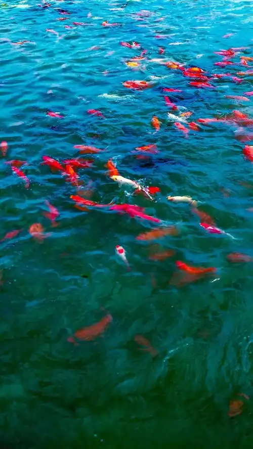  洛师壁纸转发这个锦鲤你将好运连连