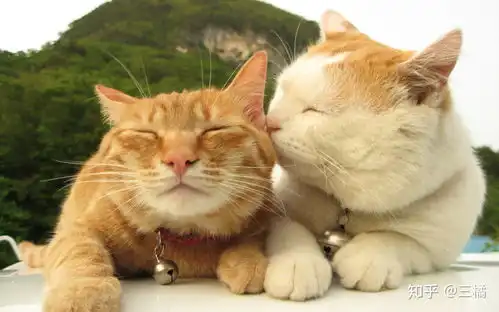  橘猫为啥比别的猫胖