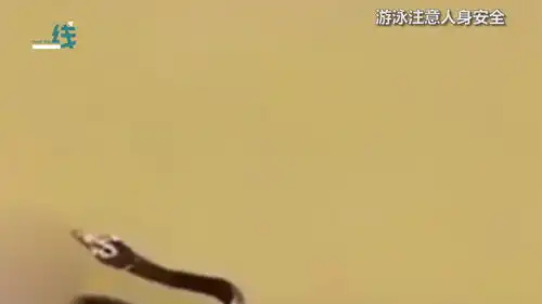  两男子游泳时引来水蛇追逐吓得仓皇上岸