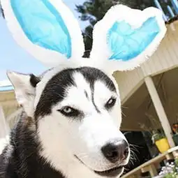  哈士奇狗搞笑头像