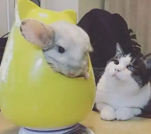  12个关于龙猫的冷知识,简直萌cry了