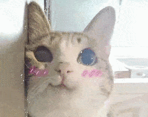 猫别问了,我爱你  猫别问了,我爱你