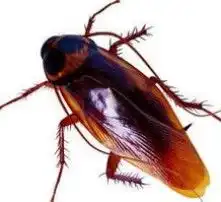 黄页88高清图片  黄页88高清图片