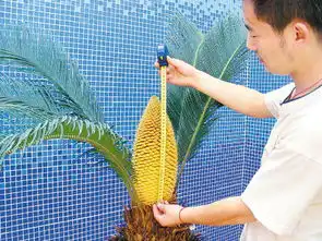  幼儿园铁树开了花