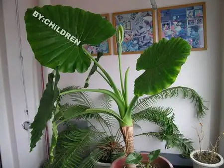 滴水观音开花的样子要图片 滴水观音开花的样子要图片