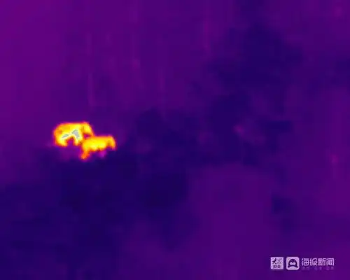 组图云南北迁象群持续在昆明双河乡活动,当地储备象食15吨,投喂3.6吨 组图云南北迁象群持续在昆明双河乡活动,当地储备象食15吨,投喂3.6吨