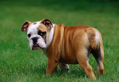  英国斗牛犬,体臭严重,怎么办