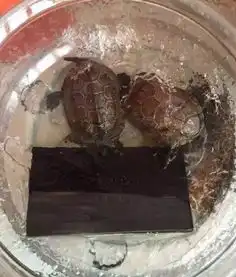 乌龟图片搞笑图片两只