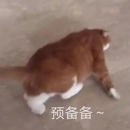 猫咪表情包合集偷心猫贼,不请自来