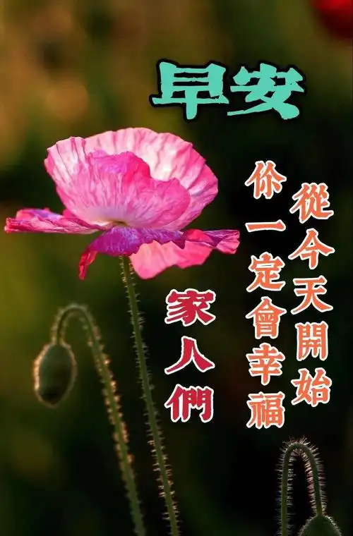 8张最美春日鲜花早上好图片带字带祝福语特别漂亮的早安免打字问候图片  8张最美春日鲜花早上好图片带字带祝福语特别漂亮的早安免打字问候图片