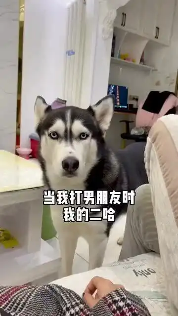 哈士奇摔倒搞笑图片