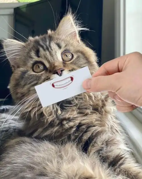 让猫咪变成表情丰富的逗比 让猫咪变成表情丰富的逗比