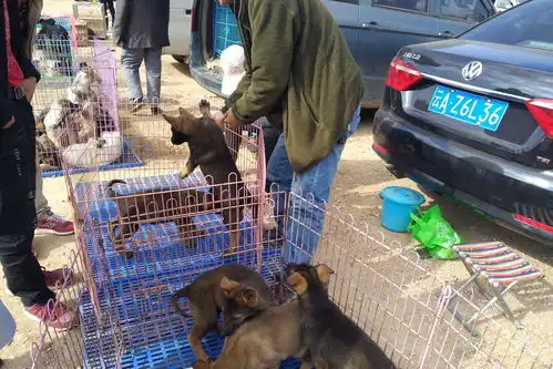  商贩出售最后几只马犬每只700元,吸引了不少年轻人围观