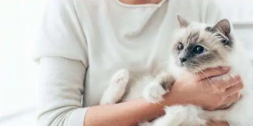  云养猫有猫啦猫主子到来前这些东西你都准备好了吗