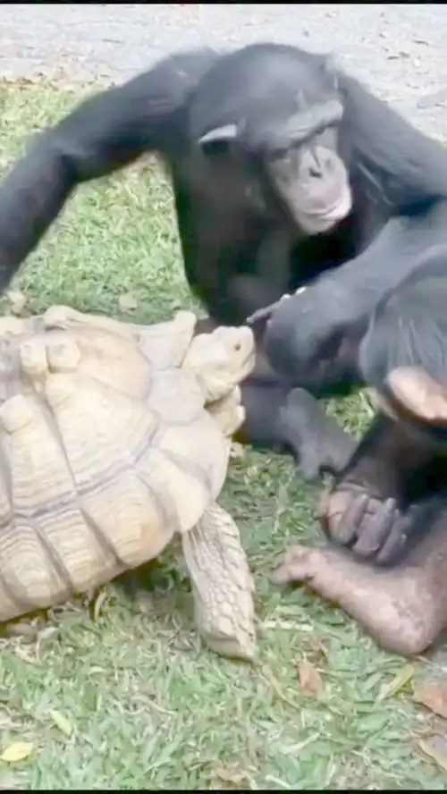 王八图片卡通搞笑名模