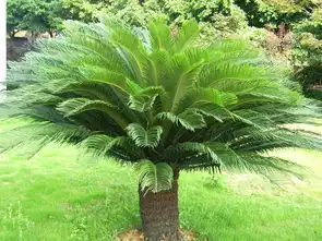 铁树开花周期多长