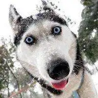 微信动物表情图片大全微信头像图片大全 微信动物表情图片大全微信头像图片大全