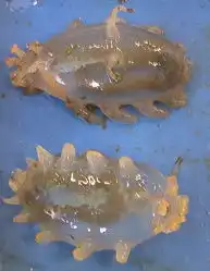  关于海猪的10个有趣事实名称恰如其分