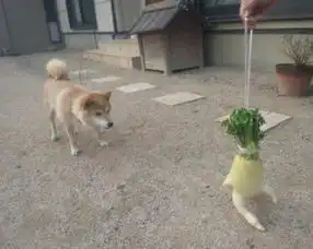  奔跑的萝卜爆红网络植物也能如此搞笑