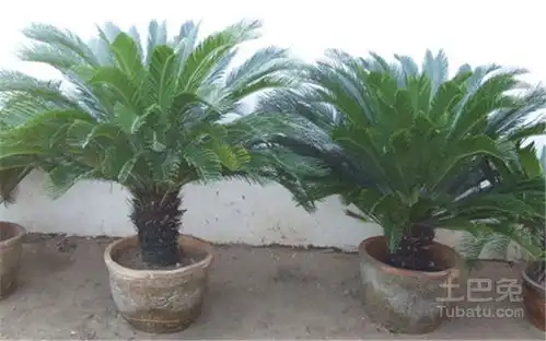  巴西铁树图片美不胜收