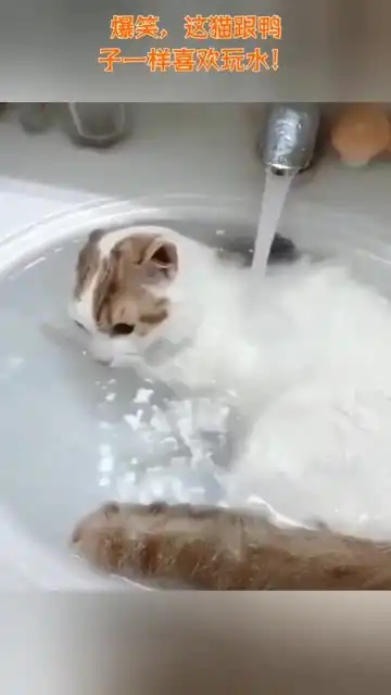  爆笑,这猫跟鸭子一样喜欢玩水