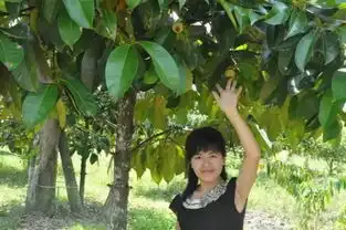  山竹竟然是这样长出来的,看完我都惊呆了
