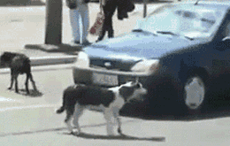 哈喽美女gif