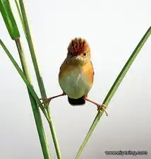观音搞笑头像图片大全忍