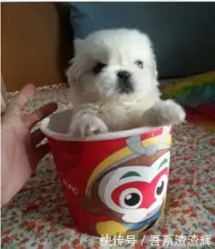 狗狗的搞笑图片搞笑