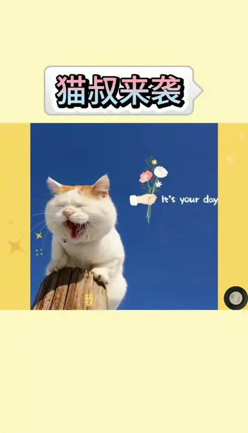  猫猫叔,表情包鼻祖,回喵星球