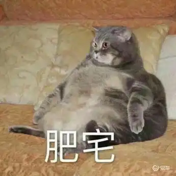 你懂的带字搞笑图片不爽猫