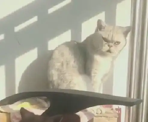  猫咪情侣舔毛秀恩爱,单身猫尴尬我只好舔了舔jio缓解气氛