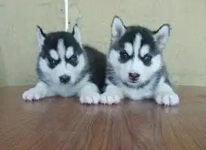 哈士奇犬搞笑图片智障