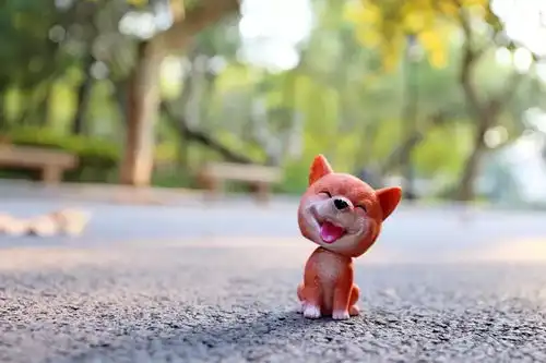 摄影携萌犬祝华东政法大学生日快乐  摄影携萌犬祝华东政法大学生日快乐