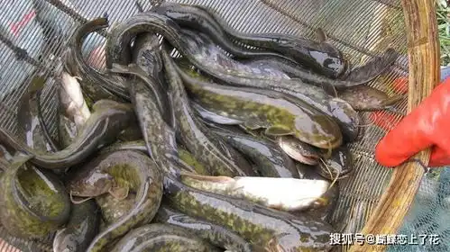  广西楼房粪池里的鲶鱼以粪便为食被称为垃圾鱼的它能吃吗