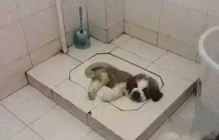  热哭了,这个夏天的烤验看完不许笑