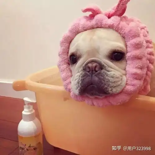  法国斗牛犬的价格为什么一直这么贵听听宠物店老板是怎么说的