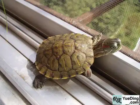  谁有小乌龟的照片