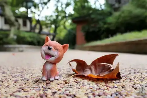 摄影携萌犬祝华东政法大学生日快乐  摄影携萌犬祝华东政法大学生日快乐