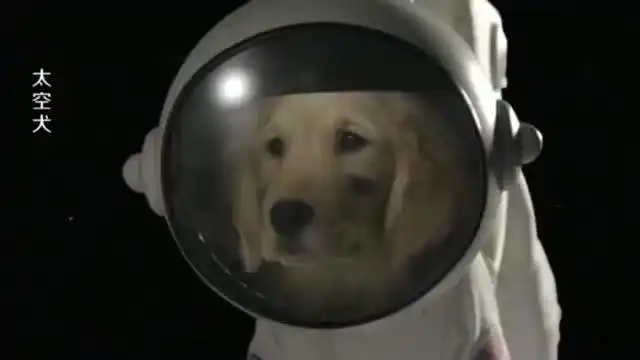  太空犬汪星人爆笑自救,成功取得联系,狗年必看的电影