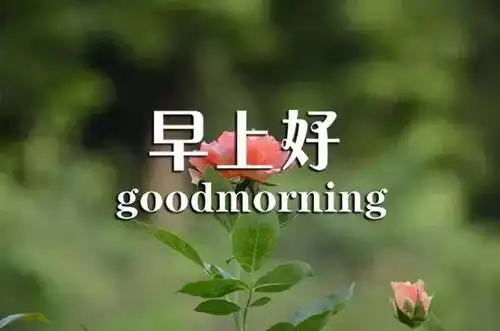  最新漂亮早上好问候图片鲜花带字朋友圈一句话心情说说句子